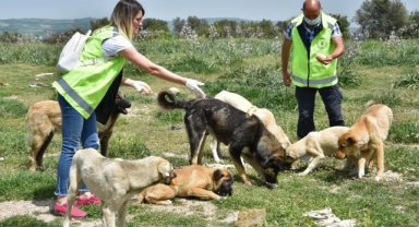 Sokak hayvanlarına büyükşehir şefkati