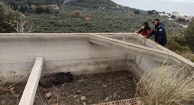 Sulama havuzuna düşen hayvan kurtarıldı