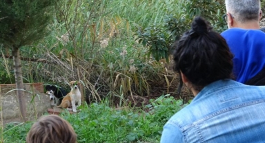 Terk edilen yavru köpeklere site sakinleri sahip çıktı