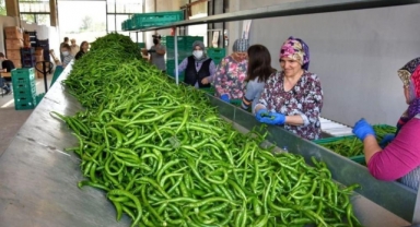 Yeşil sivri biberde 'Yenişehir' tescili