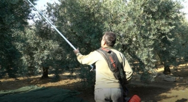 Zeytin hasadı mesaisi sürüyor