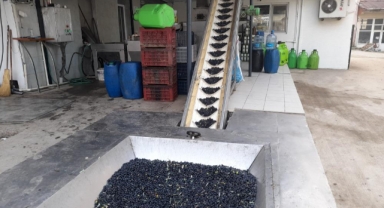 Zeytinyağı üretiminde rekor bekleniyor