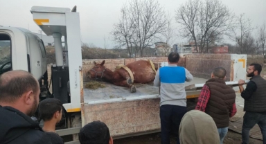 Araç çarpan atı yaşatmak için zamanla yarıştılar