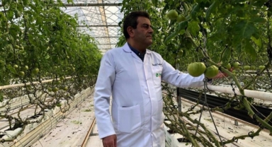 Avrupa bu domateslerden almak için sıra bekliyor