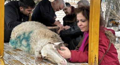 Bacağı kırılan koyuna sanayide aparat yaptılar
