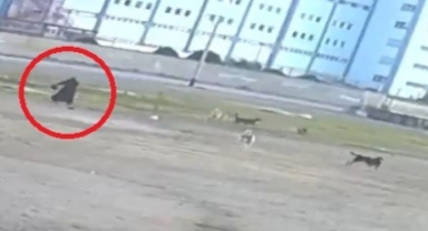 Başıboş 10 köpeğin yaşlı kadına saldırması kamerada