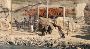 Dünya Penguen Günü'nde sardalya sürprizi