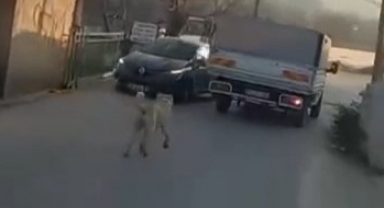 Köpeğe eziyet eden o sürücü yakalandı