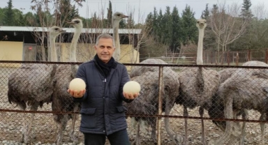 Sıcak giden havalar deve kuşlarını da etkiledi