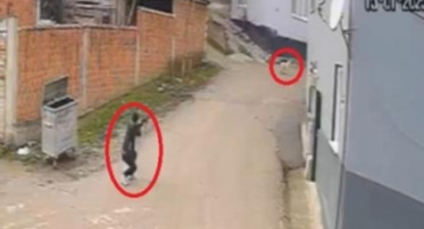 Bir köpeği daha vurmuş