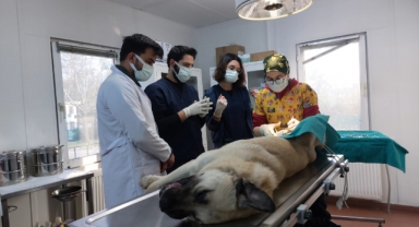 Veteriner hekim adayları Osmangazi’de tecrübe kazanıyor