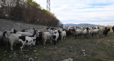 Zabıtadan ''başıboş koyun'' operasyonu