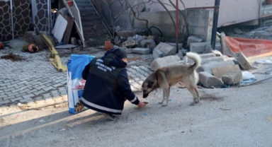 Afet bölgesindeki can dostlara Osmangazi şefkati