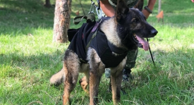 Arama-kurtarma köpeği 'Proteo' hayatını kaybetti