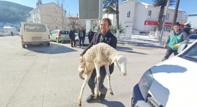 Bursalı çobanlar deprem bölgesine 40 koyun bağışladı