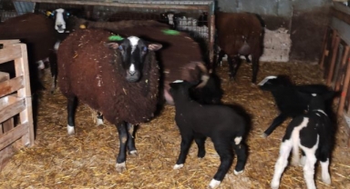 Ekran başında sabaha kadar doğum nöbeti