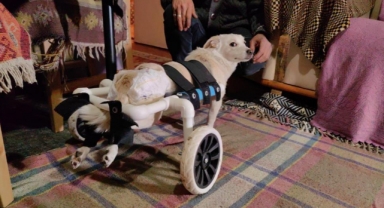 Engelli köpeği yaptığı düzenekle hayata bağladı