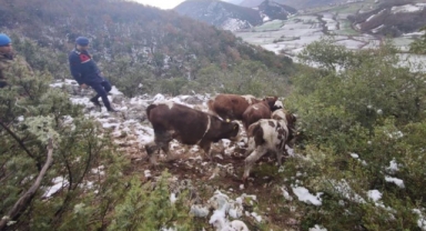 Hayvanlarını kaybeden vatandaşın yardımına jandarma koştu