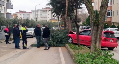 Alkollü sürücü ağacı devirerek durabildi