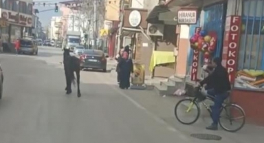Başıboş atlar trafiği tehlikeye sokuyor