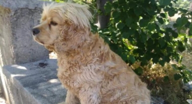 Köpeğini 5 kez buldu, 6. kez çaldılar