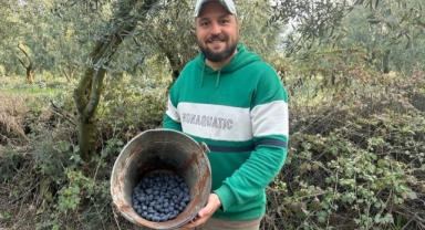 Mart ayında zeytin hasadı şaşırttı