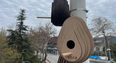 Sokak lambaları kuşların yeni yuvası oldu