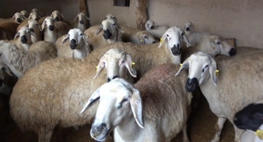 Uzmanından şap varyantı uyarısı: 'Çok hızlı bir şekilde bulaşıyor'