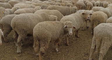 Hayvan pazarlarının kapatılması üreticiyi düşündürüyor