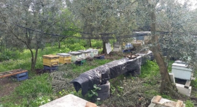 Hırsızlar içi bal dolu arı kovanlarını çaldı