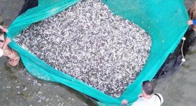 İznik Gölü'nde gümüş balığı bereketi