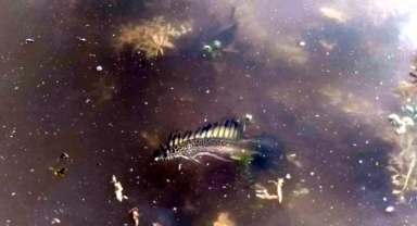 Nadir rastlanan Semender yenişehir'de görüldü