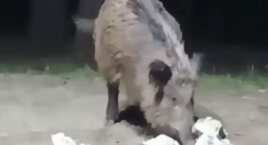 Nisan'da kar yağınca, aç kalan domuzlar şehir merkezine indi