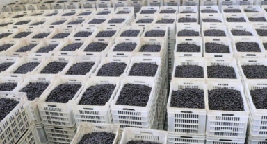 Zeytin üreticisine çifte bayram