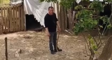 Bahçesine giren yılanı elleriyle yakaladı