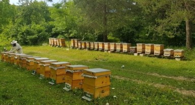 Baysal: “Arıcılık üretimi desteklenmeli. 1 milyar dolara hükmedebiliriz”