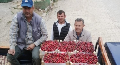 Bursa'da kiraz hasadı başladı