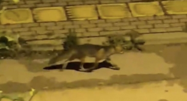 Bursa'da yabani hayvanlar şehir merkezinde