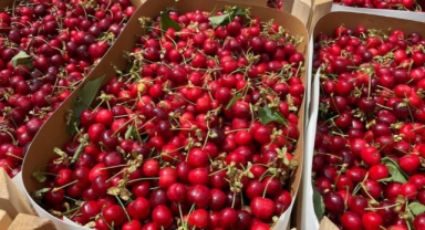 Bursa’nın meşhur erik ve kirazı halde yerini aldı