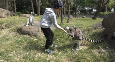 Çocuklar lemurları elleriyle besledi