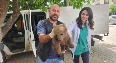 Gürsu’da sevimli ayı yavrusu bulundu