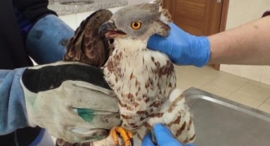 İnegöl'de yaralanan şahin'e vatandaş sahip çıktı