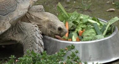 Kaplumbağalar günlerini gün etti