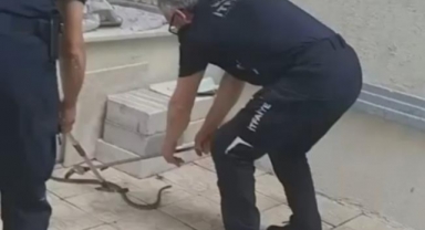 Şehir merkezi'nde yılan paniği