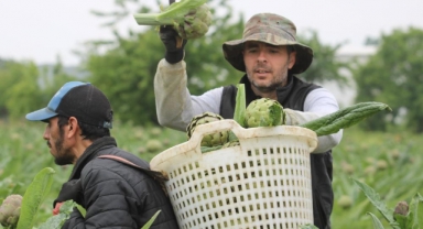 Tescilli Hasanağa enginarında hasat zamanı