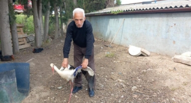 Yaralı leylek tedavi edildi