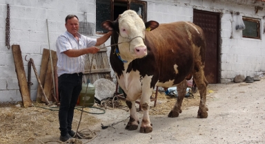 1,6 tonluk Boğa 210 bin Liraya satıldı