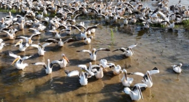 Ak pelikanların banyo keyfi