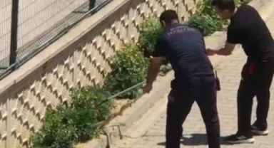 Evin bahçesine giren yılan paniğe neden oldu