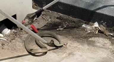 İstasyondaki yılanı iş insanı böyle yakaladı